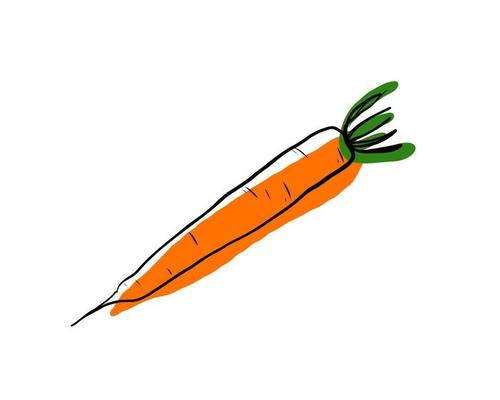 Carrot isolated on white background.