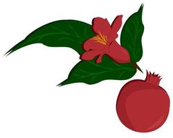 Flower and fruit of pomegranate. vector