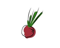 Radish isolated on white background. Doodle vector