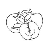 Apple line art vector illustration