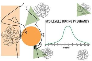 hcg niveles gráfico. vector