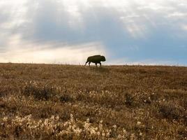 solitario bisonte en Kansas pradera en otoño tarde foto