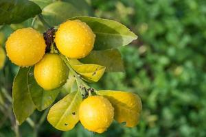 Lemon tree with the morning dew. photo