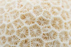 Close up of the surface of dead coral. Corals are marine invertebrates within the class Anthozoa of the phylum Cnidaria. photo