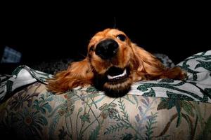 puppy dog cocker spaniel relaxing and sleeping on a sofa photo