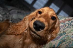 puppy dog cocker spaniel relaxing and sleeping on a sofa photo