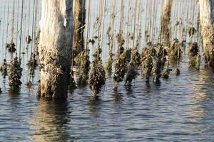 Mussels breeding in Chioggia Italy photo