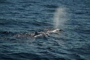 Sperm Whale while blowing at sunset photo