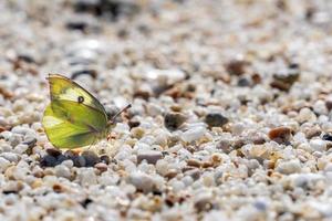 Yellow butterfly on the beach in mexico photo