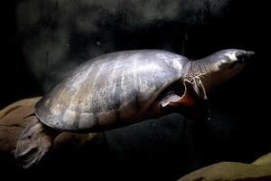 Pig nose turtle underwater portrait photo