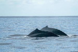 two humpback whales dorsal fin close up in cabo san lucas photo