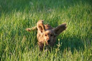 young dog running on the grass photo