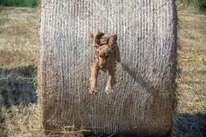 Dog puppy cocker spaniel coming to you jumping from grain wheat ball photo