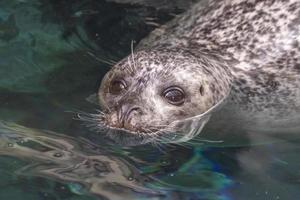 Common seal looking at you photo