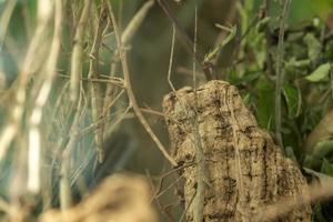 Annan stick insect close up photo