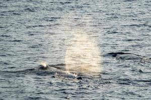 blow of Sperm Whale at sunset while blowing breath photo