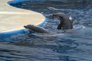 MADRID, SPAIN - APRIL 1 2019 - The dolphin show at aquarium zoo photo