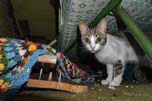curious cat hiding under the bed photo