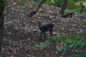 black female fallow deer in love season photo