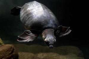 Pig nose turtle underwater portrait photo