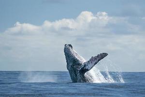 ballena jorobada saltando en cabo san lucas foto