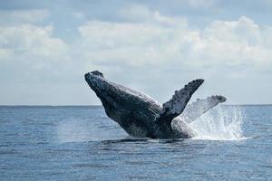 ballena jorobada saltando en cabo san lucas foto