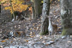 female fallow deer in love season photo