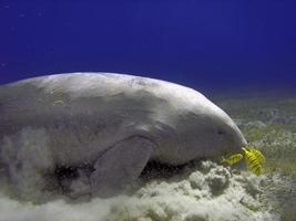 Isolated Dugongo Sea Cow while digging sand for food photo