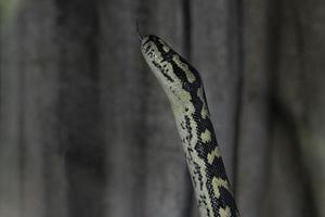 Jungle carpet python snake photo