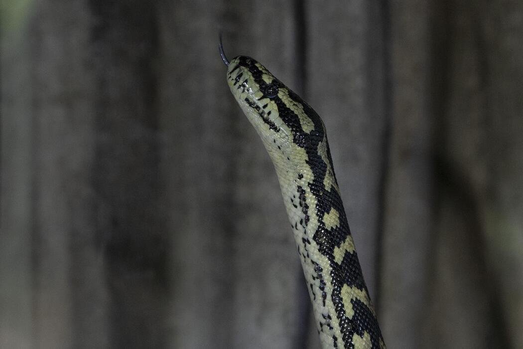 Python Snake Stock Photos, Images and Backgrounds for Free Download