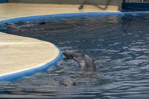 MADRID, SPAIN - APRIL 1 2019 - The dolphin show at aquarium zoo photo