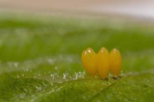 bolso de señora amarillo huevos en frambuesa hoja macro foto