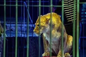 circo león en un jaula con domador espectáculo hora foto