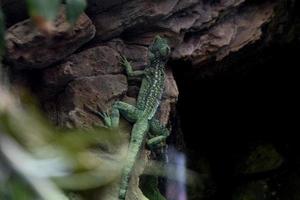 Green basilisk in the forest photo