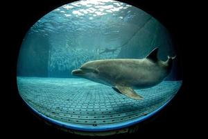 acuario delfín bajo el agua mirándote foto