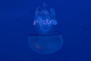 barrel jellyfish underwater  in the blue background photo