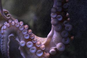 octopus underwater close up portrait photo