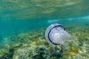 Barrel Jellyfish underwater Rhizostoma pulmo in turquoise sea photo