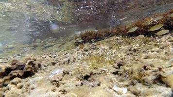 snorkeling in sicily mediterranean sea photo