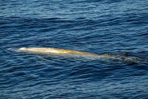 blanco raro ganso ballena picuda delfín ziphius cavirostris foto