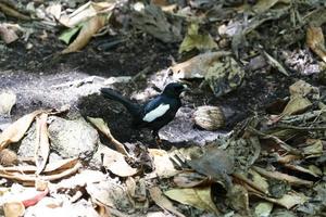 Endemic Magpie Robin bird cousin island seychelles photo