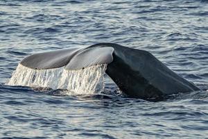 Sperm Whale tail while going down at sunset photo