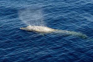 blanco raro ganso ballena picuda delfín ziphius cavirostris foto