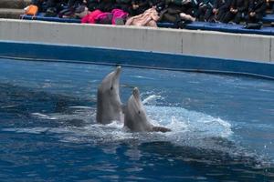 MADRID, SPAIN - APRIL 1 2019 - The dolphin show at aquarium zoo photo
