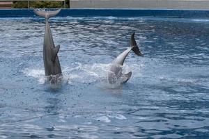 MADRID, SPAIN - APRIL 1 2019 - The dolphin show at aquarium zoo photo