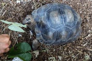 Seychelles giant terrestrial turtle close up portrait photo