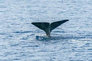 tail of Sperm Whale at sunset while diving photo