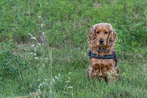 Cachorro feliz cocker spaniel en la hierba verde foto