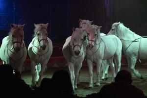 circus horses on black background photo