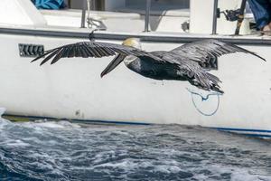 Pelican while flying in cabo san lucas mexico baja california sur photo